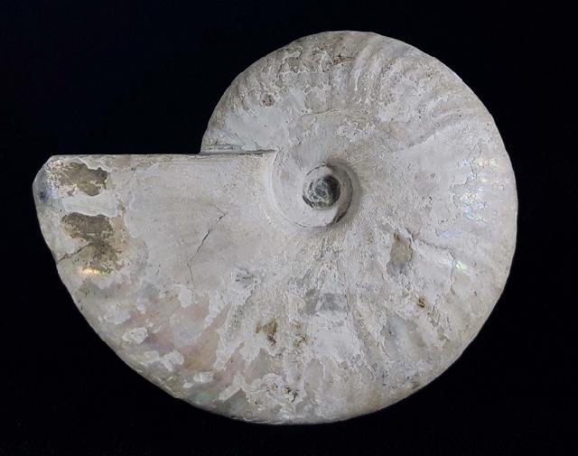 Cleoniceras (Grycia) cf. besairiei COLLIGNON 1949 - Bild © FossNet FossilienStore
